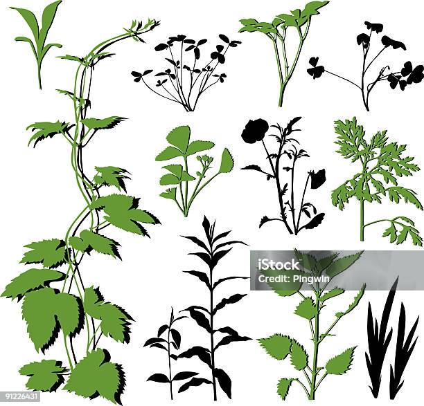 Vetores de Plantas Conjunto Ii e mais imagens de Absinto - Planta - Absinto - Planta, Botânica - Assunto, Botão - Estágio de flora