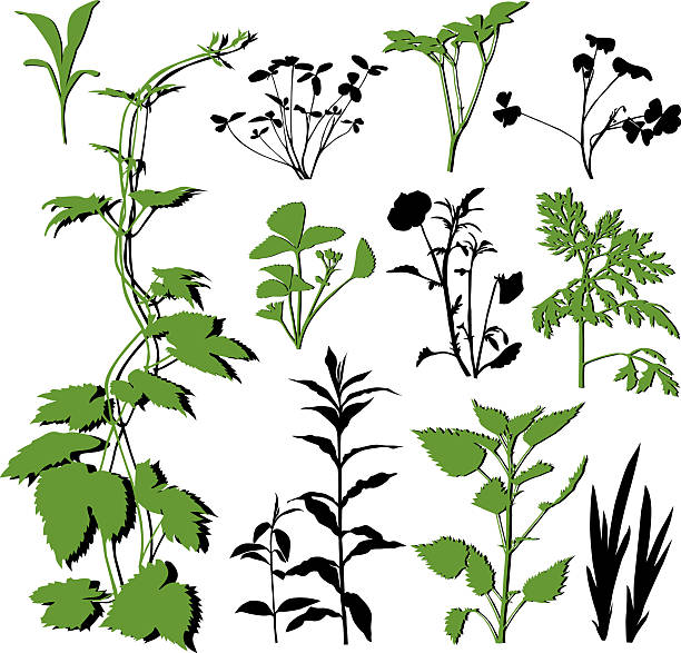 растений набор ii - strawberry vine pattern plant stock illustrations