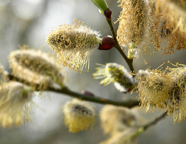 pussy willow twigs outdoor shot of some outblown pussy willow blossoms at early spring time vermehrung stock pictures, royalty-free photos & images