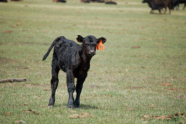 Calving Time stock photo