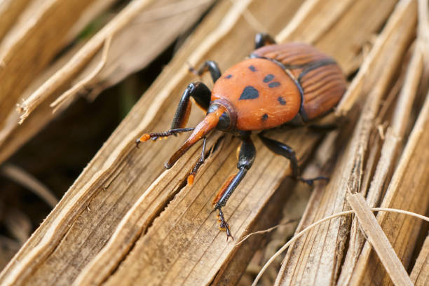 istock Rhynchophorus ferrugineus - Red palm weevil close-up 912267282