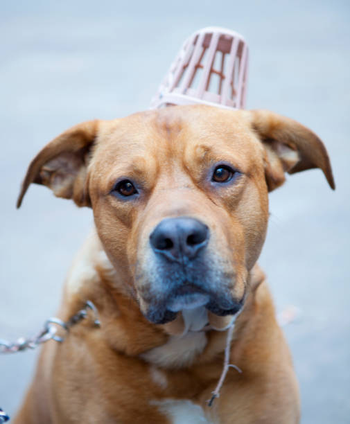 istock American Pit Bull Terrier close-up 912267292