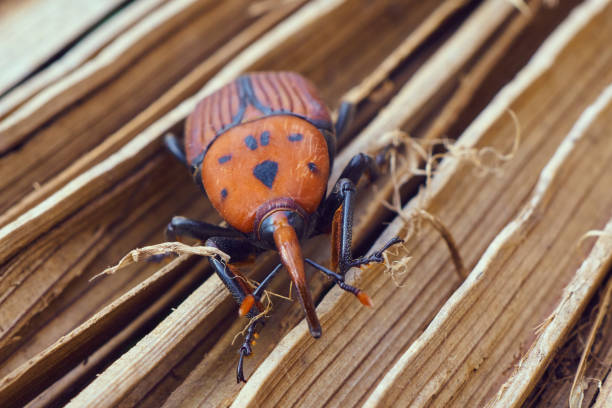 istock Rhynchophorus ferrugineus - Red palm weevil close-up 912267326