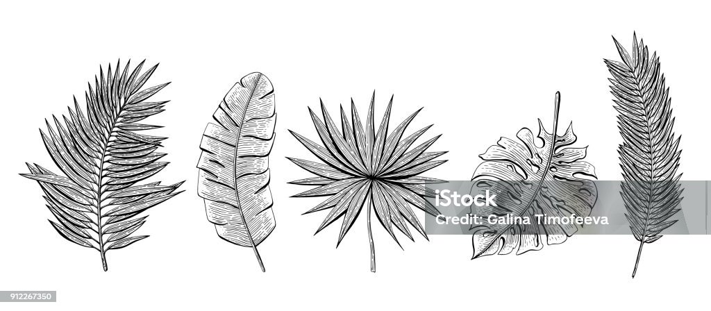 Hand drawn set with tropical leaves chamaerops, banana palm, chamaedoria, monstera, areca palm. Design elements for invitations, greeting cards, wrapping paper, cosmetics packaging, labels, flyer. Engraved Image stock vector