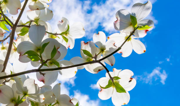 Dogwoods From Below Beautiful dogwood blossoms reach toward a lovely springtime partly cloudy sky. dogwood trees stock pictures, royalty-free photos & images