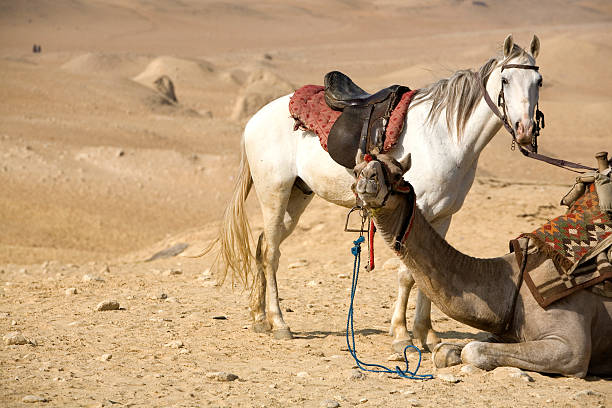 istock Horse and camel in desert 91226969