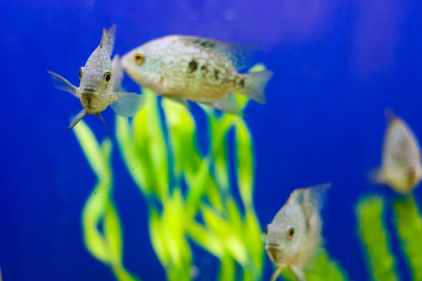 istock Tropical fish on vibrant coral reef underwater scene 912270596