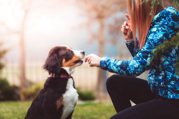 istock A girl on a walk with her dog 912270788