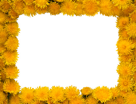 Dandelions frame