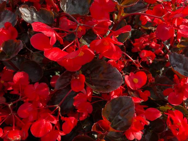 istock red shiny begonias 912271190