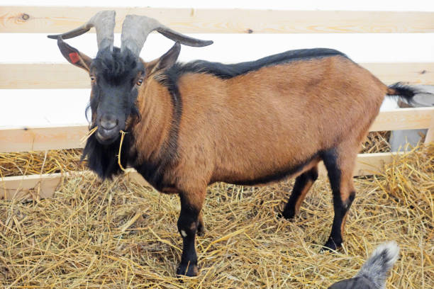 istock Goat with horns in the pen 912271394