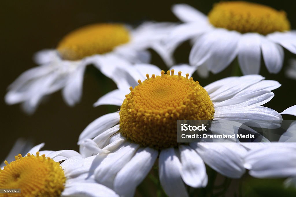 Daisy estate! - Foto stock royalty-free di Aiuola