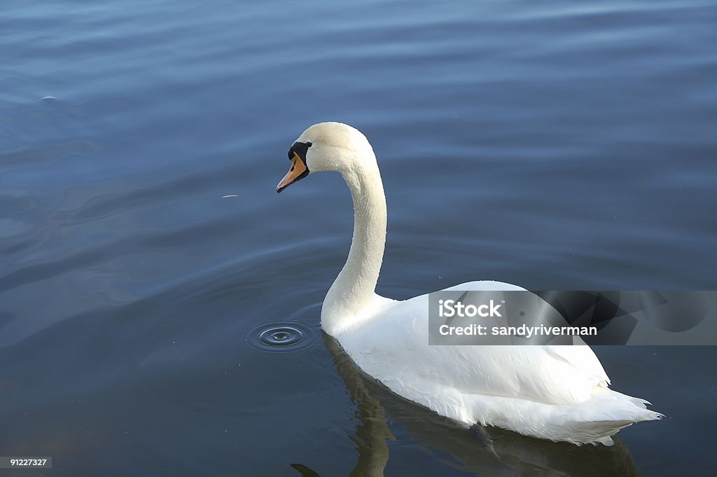 Один Swan - Стоковые фото Без людей роялти-фри