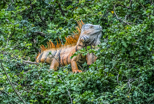 The green iguana, also known as the American iguana, is a large, arboreal, mostly herbivorous species of lizard of the genus Iguana. It is native to Central, South America, and the Caribbean. The green iguana ranges over a large geographic area, from southern Brazil and Paraguay as far north as Mexico and the Caribbean Islands.