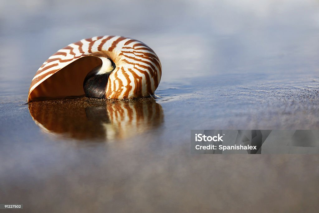 Beach Nautilus  Animal Shell Stock Photo