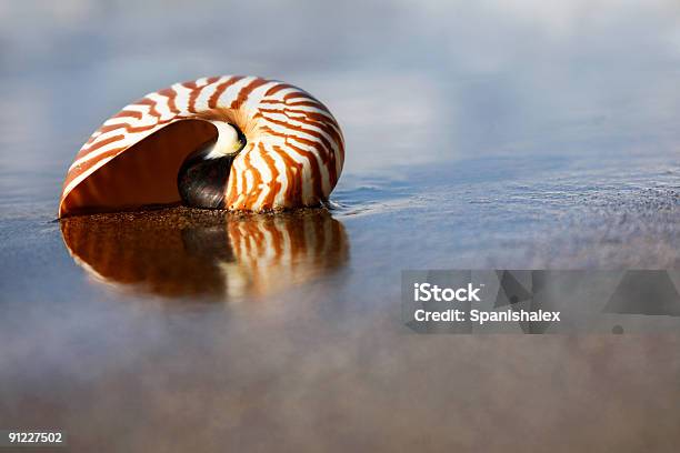 Beach Nautilus Stock Photo - Download Image Now - Animal Shell, Beach, Brown