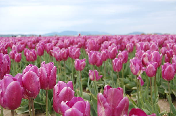 istock purple tulip heads 91227538