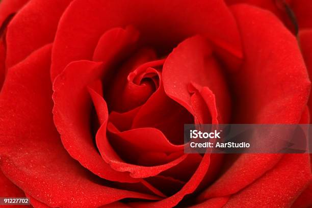 Photo libre de droit de Rose Rouge banque d'images et plus d'images libres de droit de Allégorie - Allégorie, Amour, Beauté de la nature