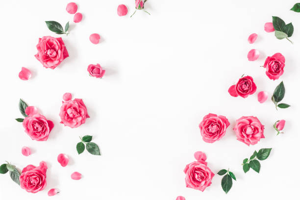 istock Pink rose flowers on white background. Flat lay, top view 912277024