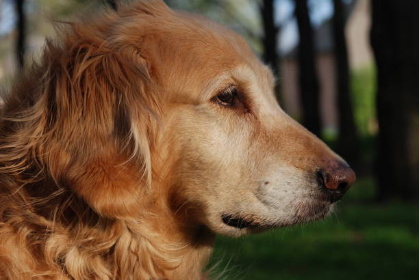 istock Mature Golden Retriever 91227765