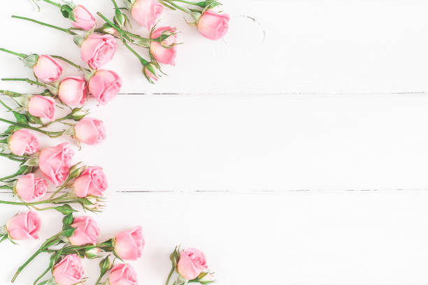 розовые цветы на белом деревянном фоне. плоская лежала, вид сверху - rose mothers day flower pink стоковые фото и изображения