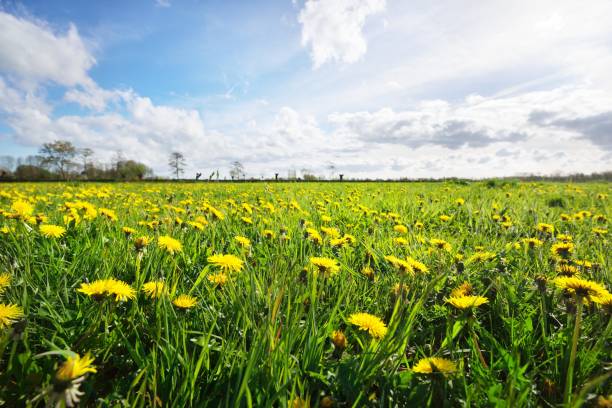 istock Dandelion filed in Netherlands 912279350
