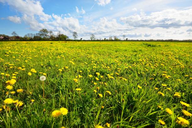 istock Dandelion filed in Netherlands 912279386