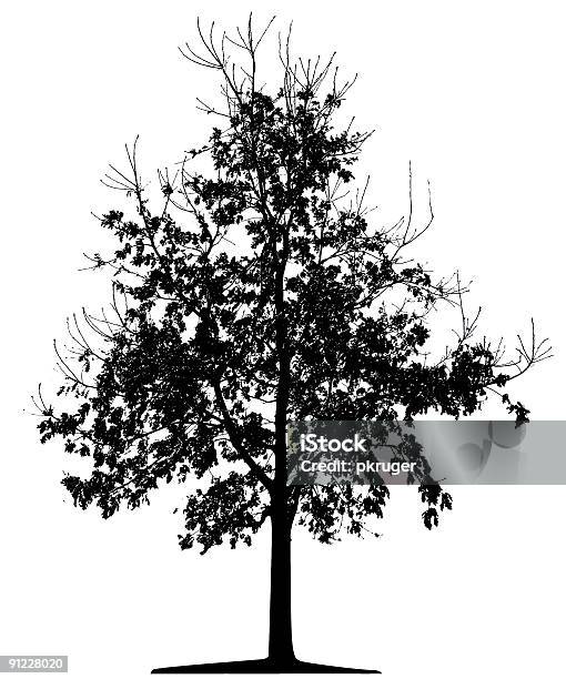 Vector Árvore Isolada - Arte vetorial de stock e mais imagens de Branco - Branco, Bétula, Caule de planta