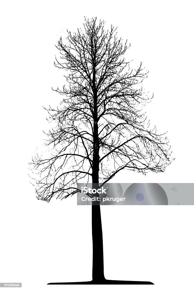 Vector Tree Isolated  Birch Tree stock illustration