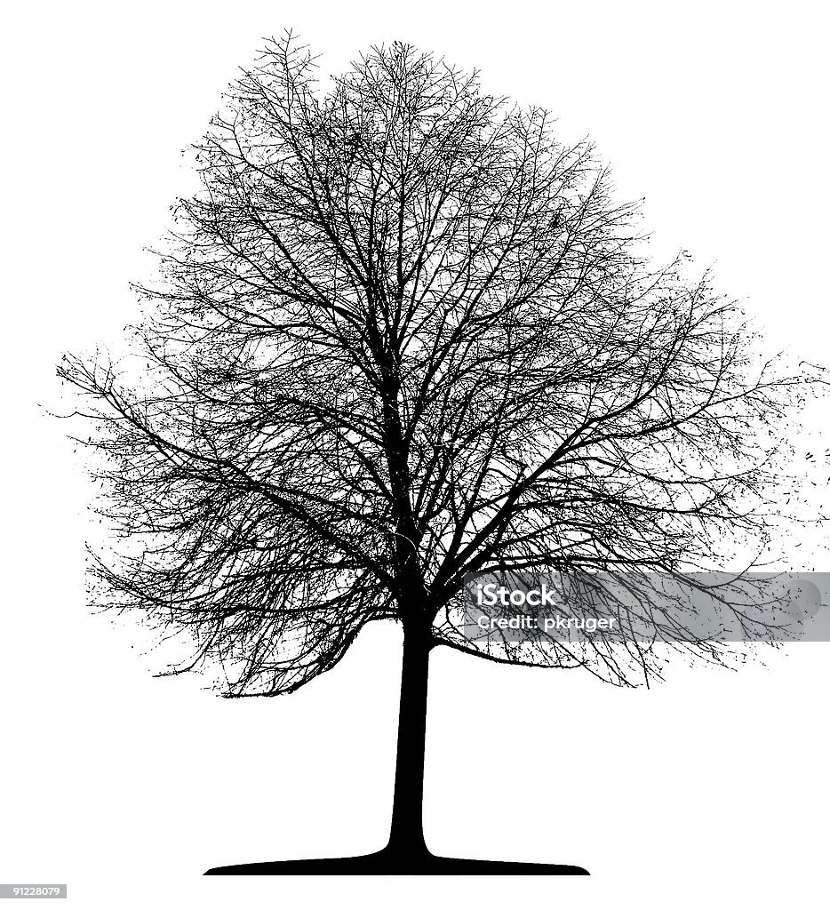 Vektor Baum Isoliert - Lizenzfrei Ast - Pflanzenbestandteil Stock-Illustration