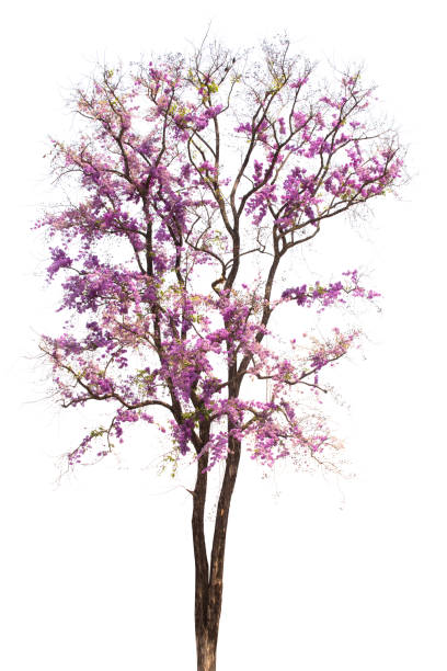 istock Spring flower . Lagerstroemia floribunda. Flower tree. 912282150