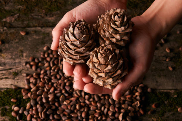 istock Pine nuts and handful of cedar fir pine cones 912282216