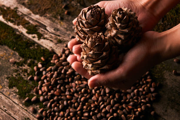 istock Pine nuts and handful of cedar fir pine cones 912282350
