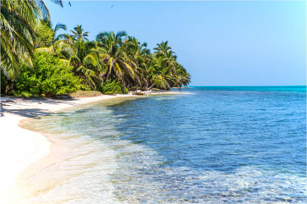 classic tropical island - lighthouse reef imagens e fotografias de stock