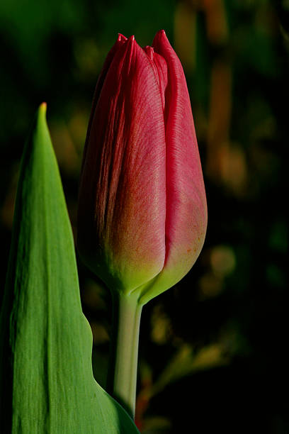 Tulip I stock photo