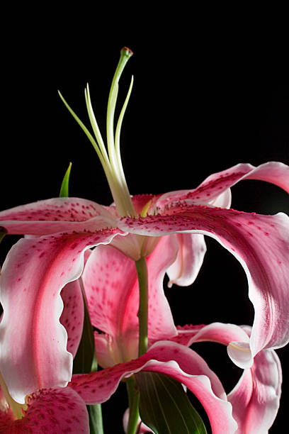 pink flower stock photo