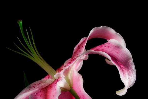 pink flower stock photo