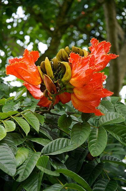 Flowers on an African Tulip Tree stock photo