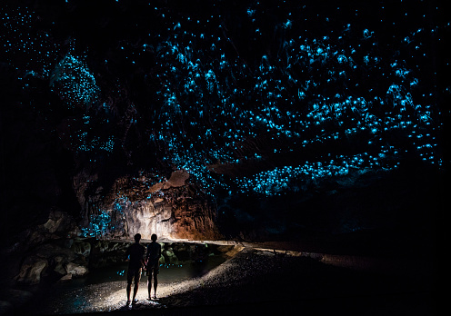 Glowworm Cathedral at the end of Waipu Cave in New Zealand