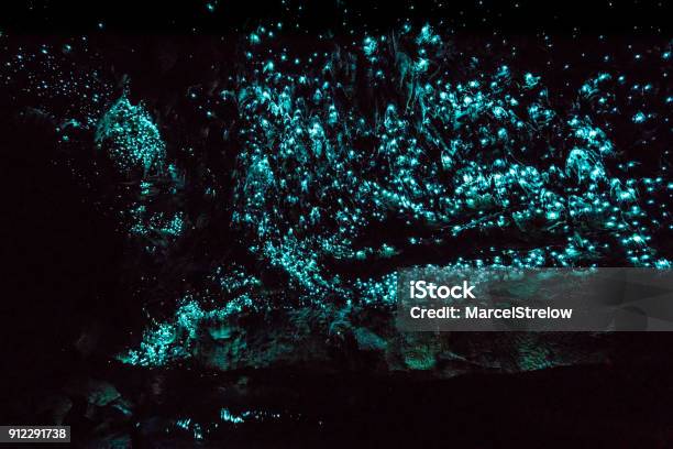 New Zealand Glow Worms In Waipu Cave Stock Photo - Download Image Now - Waitomo Caves, Glowworm, Cave