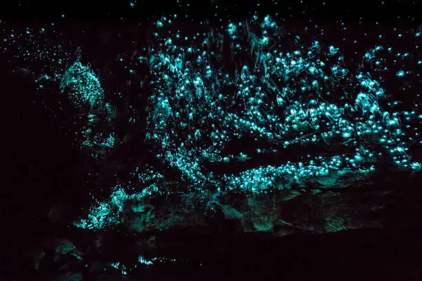 Millions of glow worms in cathedral room at the end of Waipu Cave in New Zealand