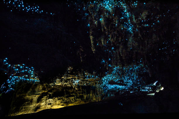 New Zealand Glow Worms in Waipu Cave Glowworm Cathedral at the end of Waipu Cave in New Zealand waitomo caves stock pictures, royalty-free photos & images