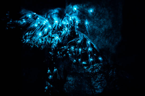 Closeup of New Zealand Glow Worms in Waipu Cave Glowworms at cave ceiling forming a starry sky of bioluminescence waitomo caves stock pictures, royalty-free photos & images