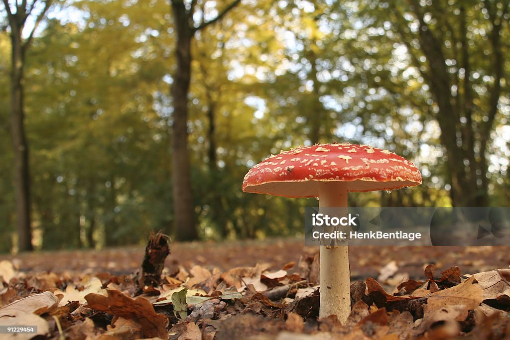 Outono cena: Cogumelo venenoso no parque - Foto de stock de Agosto royalty-free