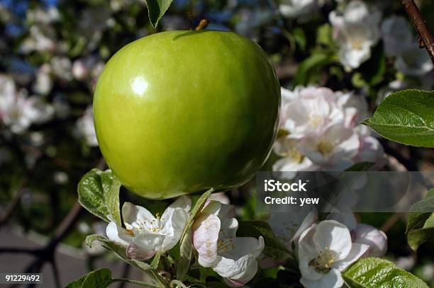 Świeże Zielone Jabłko - zdjęcia stockowe i więcej obrazów Aranżacja - Aranżacja, Bez ludzi, Bezchmurne niebo