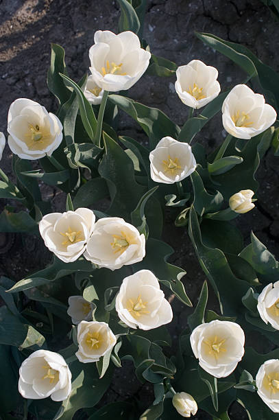 istock Bright white Tulips in Holland 91229519