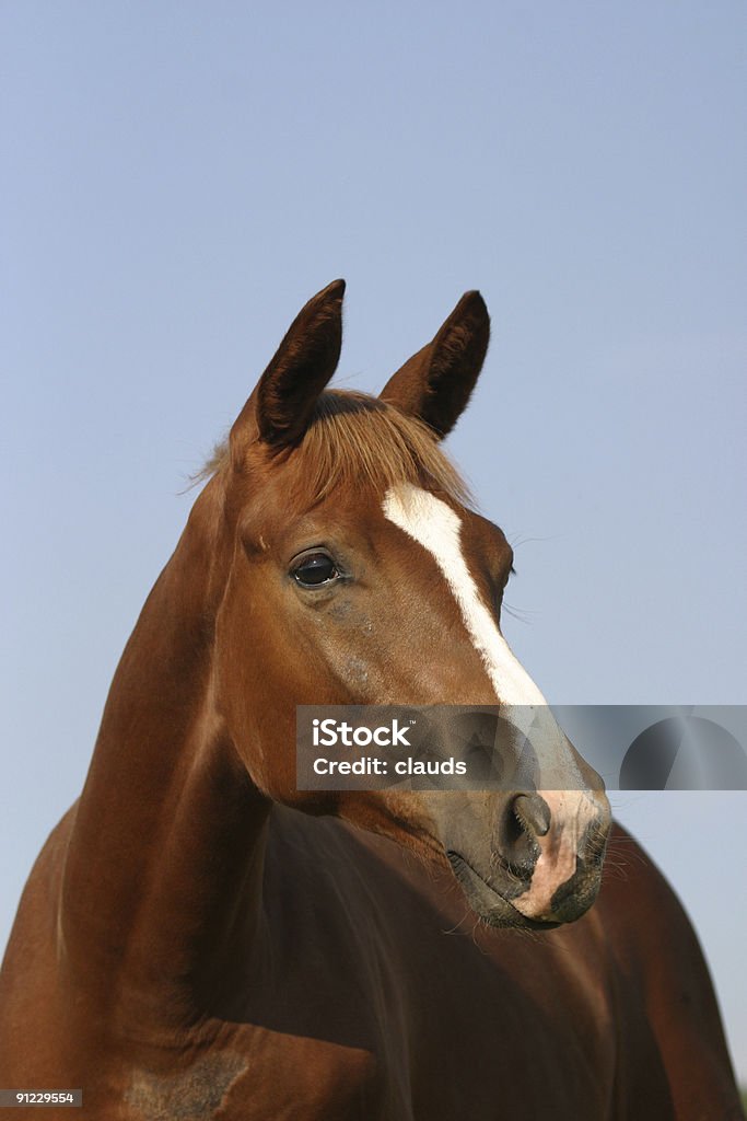 Beauté naturelle - Photo de Cheval libre de droits