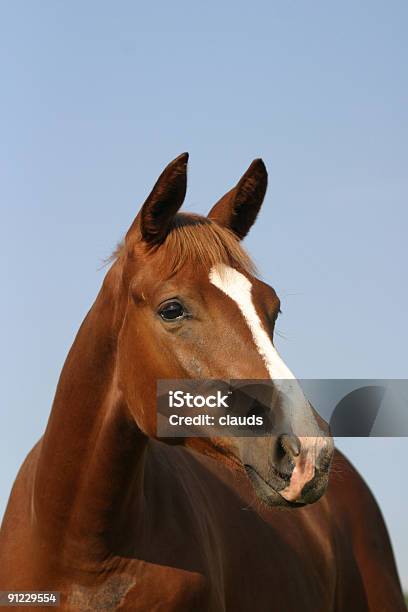 Photo libre de droit de Beauté Naturelle banque d'images et plus d'images libres de droit de Cheval - Cheval, Vigilance, Agriculture