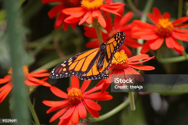 흑백 제왕나비 레드 플라워 0명에 대한 스톡 사진 및 기타 이미지 - 0명, 꽃 한송이, 꽃-식물