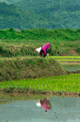 Farmers wearing a purple shirt bending over working in rice paddy.